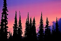 Sunset Through Firs